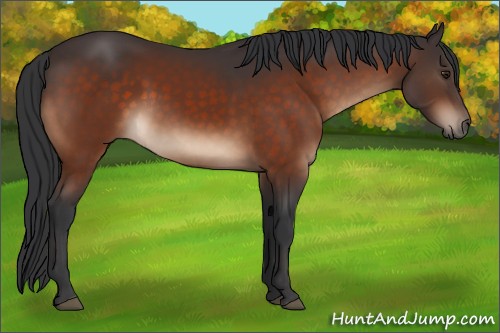 Horse Color:Brown Sabino 