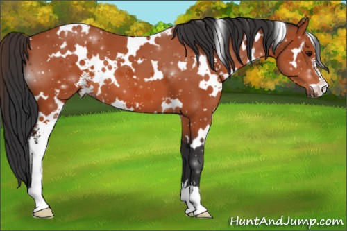 Horse Color:White Spotted Bay Sabino 