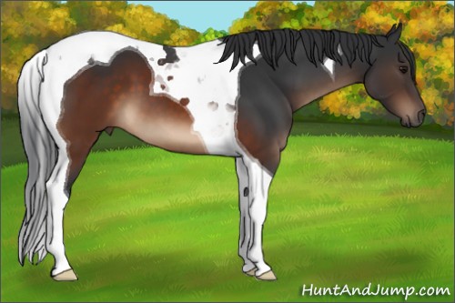 Horse Color:Brown Tobiano 