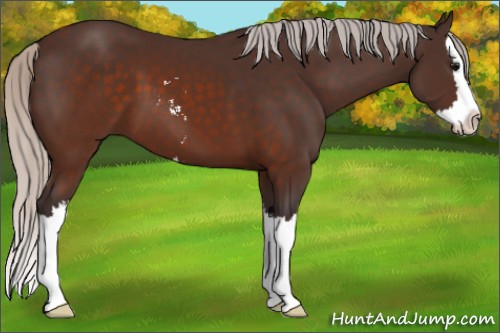 Horse Color:Silver Brown Sabino Splash 