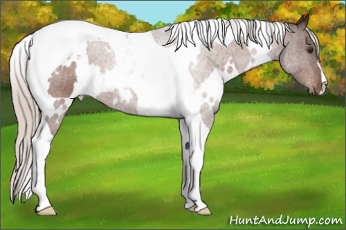 Horse Color:White Spotted Silver Brown Tobiano 