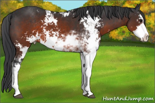 Horse Color:Brown Sabino 