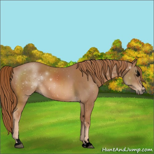 Horse Color:Void Chestnut Sabino