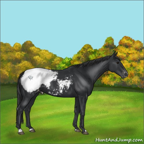 Horse Color:Black Appaloosa 
