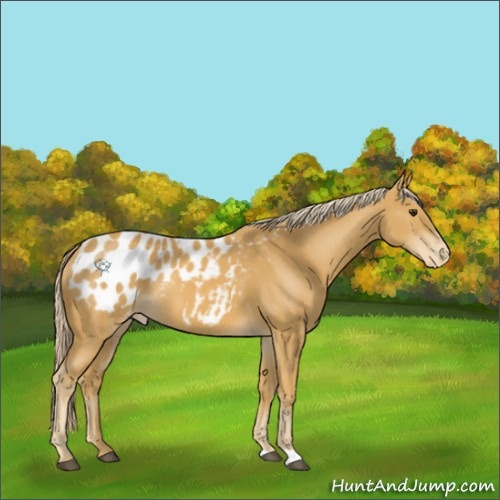 Horse Color:Palomino Appaloosa 