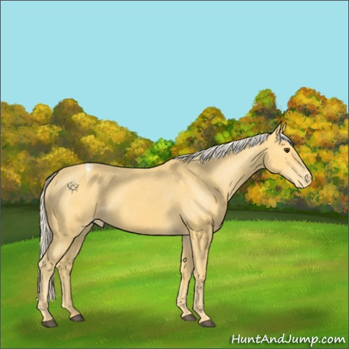 Horse Color:Palomino Appaloosa 