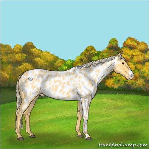 Horse Color:Palomino Roan Appaloosa 