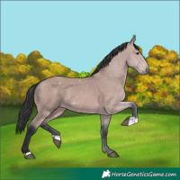 Horse Color:Platinum Bay 