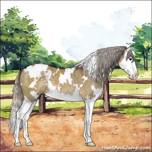Horse Color:White Spotted Silver Smoky Grullo Splash 