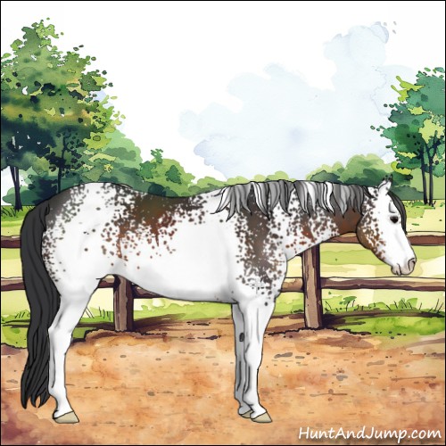 Horse Color:White Spotted Brown Sabino 