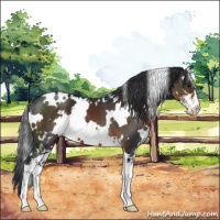 Horse Color:White Spotted Brown Sabino 