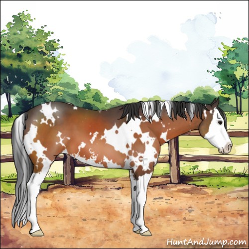 Horse Color:White Spotted Brown Sabino Splash 