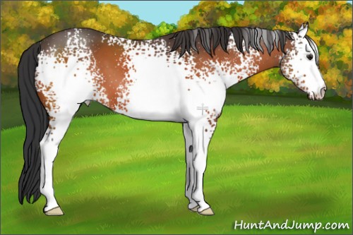 Horse Color:White Spotted Brown 