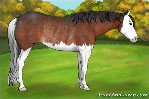 Horse Color:Brown Splash Rabicano 