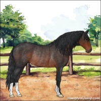Horse Color:Brown Rabicano 