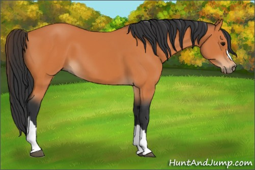 Horse Color:Bay 