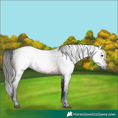 Horse Color:Gray Bay