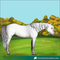 Horse Color:Gray Bay 