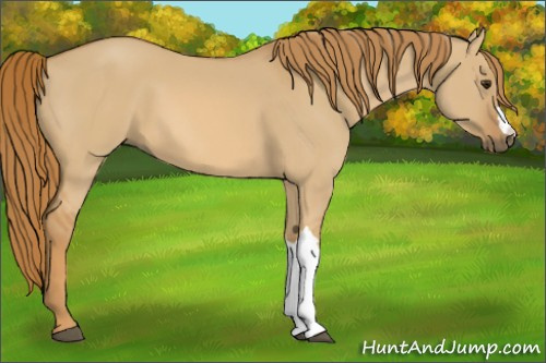 Horse Color:Red Dun 