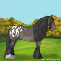 Horse Color:Grullo Appaloosa 
