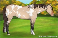 Horse Color:White Spotted Bay Dun Appaloosa 