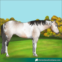 Horse Color:Gray Bay Dun Tobiano Rabicano