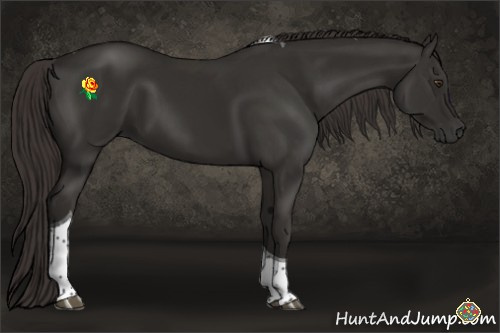 Horse Color:Liver Chestnut Tobiano 