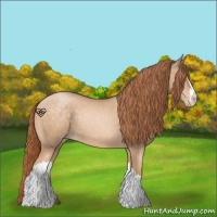 Horse Color:Buckskin Pearl 