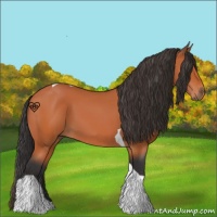 Horse Color:Bay Tobiano 