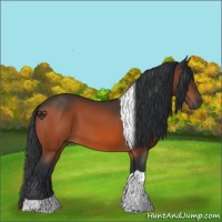 Horse Color:Bay Tobiano 