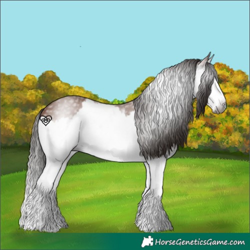 Horse Color:Gray Bay Splash 