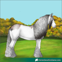 Horse Color:Gray Bay Splash 