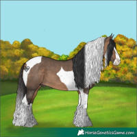 Horse Color:Bay Dun Splash Tobiano 