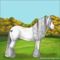 Horse Color:Bay Dun Sabino Splash 