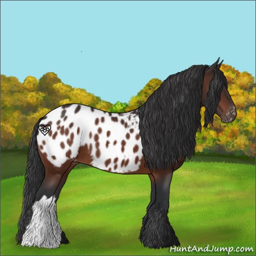 Horse Color:Brown Appaloosa 