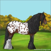 Horse Color:Brown Appaloosa 