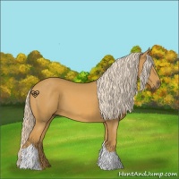 Horse Color:Palomino Tobiano 