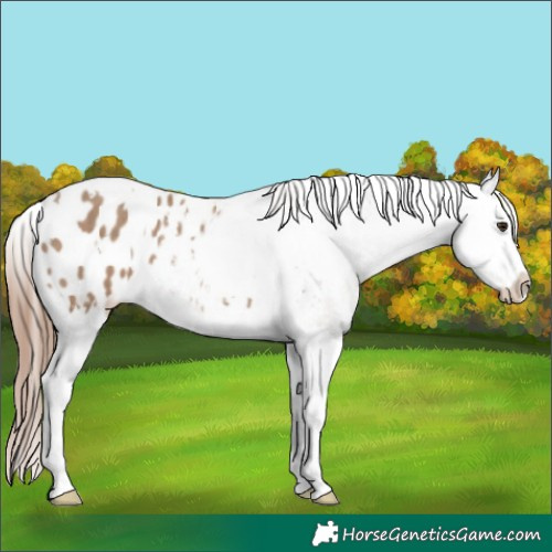 Horse Color:White Spotted Classic Champagne Splash Blanket 