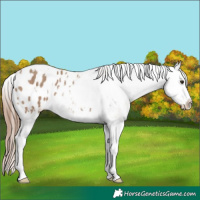 Horse Color:White Spotted Classic Champagne Splash Appaloosa
