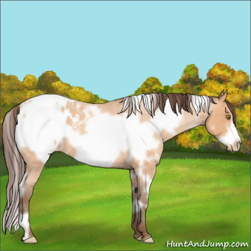 Horse Color:White Spotted Amber Champagne Roan Frame Blanket