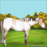 Horse Color:White Spotted Amber Champagne Roan Frame Appaloosa
