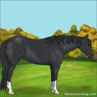 Horse Color:Black 