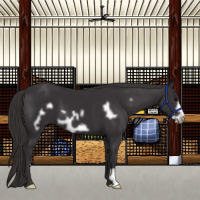 Horse Color:Smoky Black Frame 