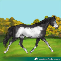 Horse Color:Smoky Black Sabino Frame 