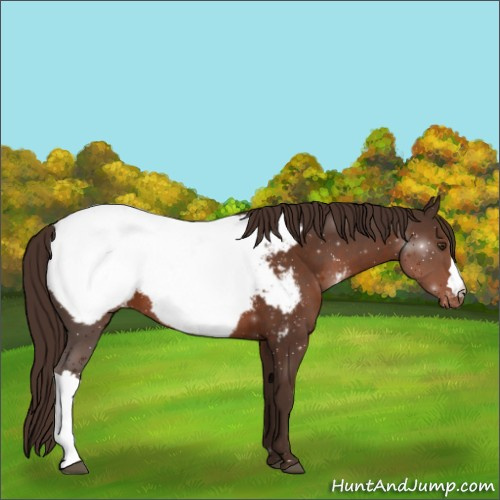 Horse Color:Liver Chestnut Appaloosa 