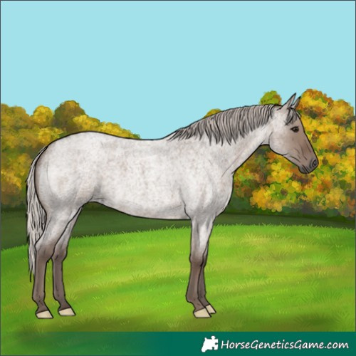 Horse Color:Silver Grullo Roan 