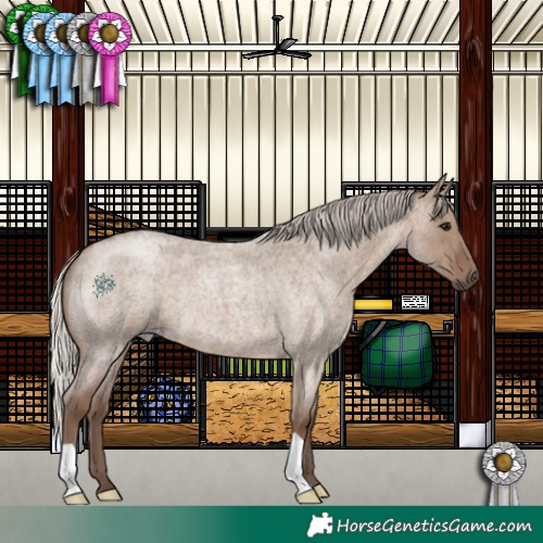 Horse Color:Silver Grullo Roan 