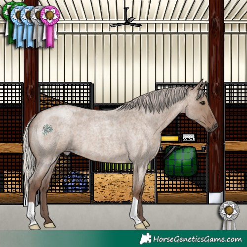 Horse Color:Silver Grullo Roan 
