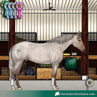 Horse Color:Silver Grullo Roan 