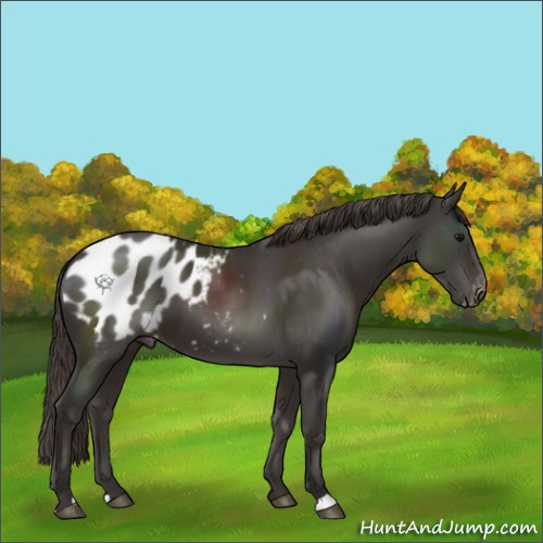 Horse Color:Smoky Black Appaloosa 